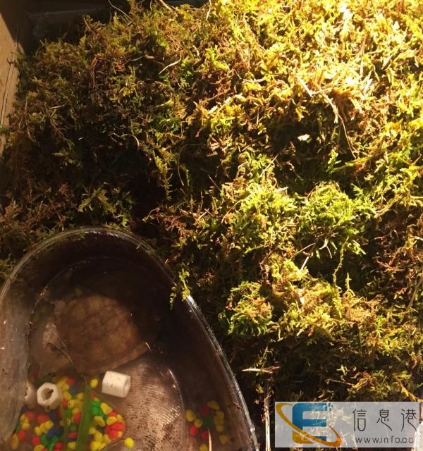 乌龟冬眠椰土 苔藓转让