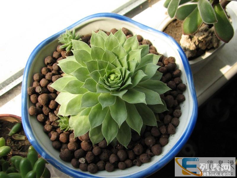 青岛陶粒最低价