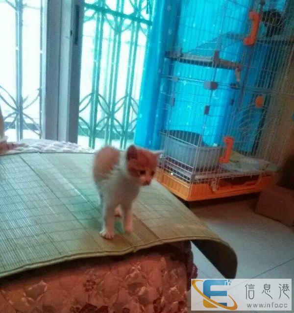 乐佳 宠物三层猫笼转让