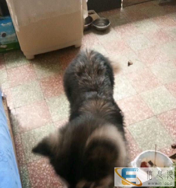 出售一岁阿拉斯加公