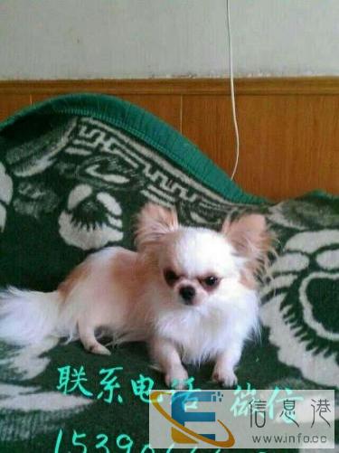 兰州纯种吉娃娃犬幼犬，成犬在这里