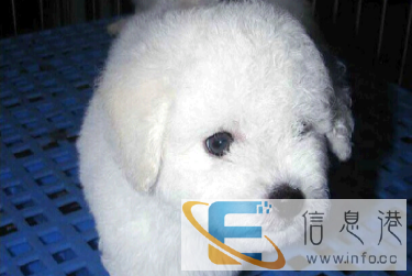 宠物店   狗场直销-纯种卷毛比熊幼犬-还有其他品种待售