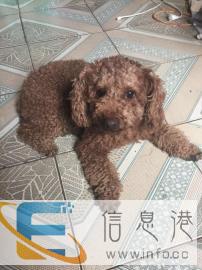 乖萌泰迪诚意寻找新主人，非诚勿扰