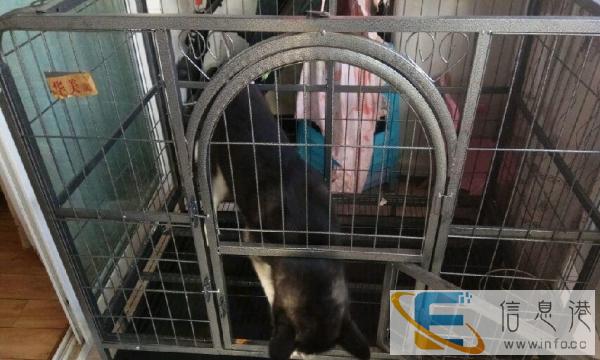 转让闲置99新狗笼