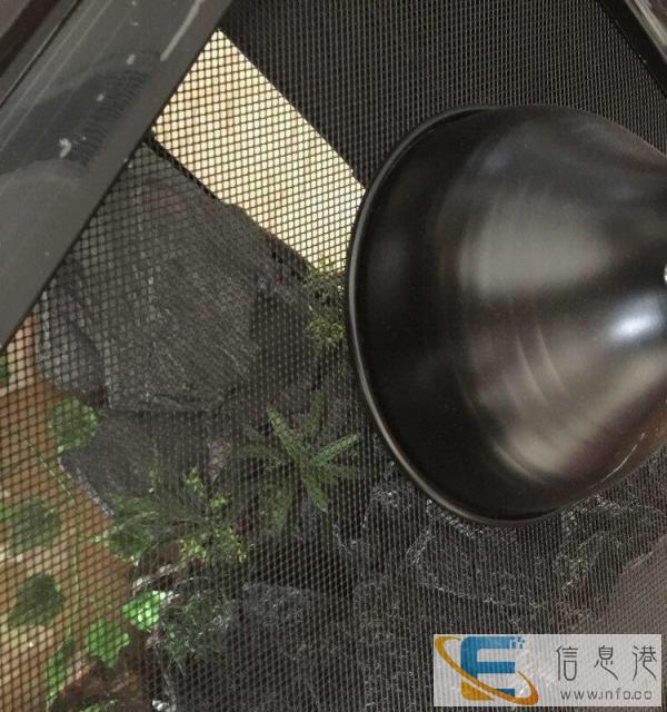 新买的热带缸，用来养乌龟的