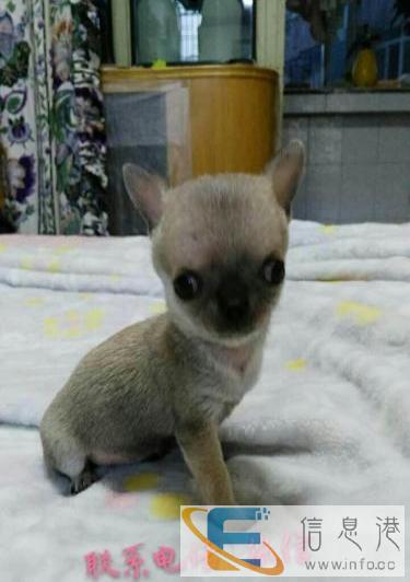 兰州 吉娃娃上58实拍保纯种