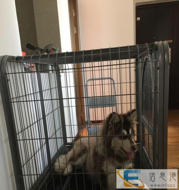 大型犬狗笼125