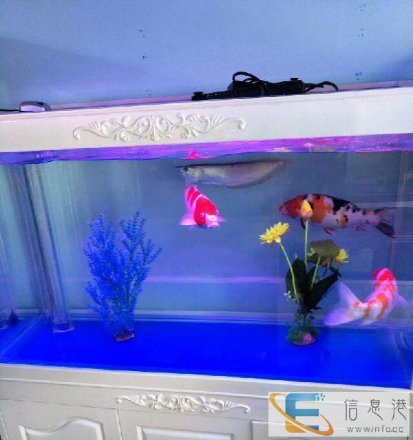 全新鱼缸低价转让出售