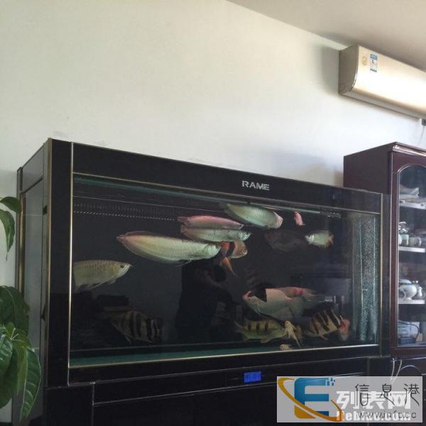自用二手睿美鱼缸