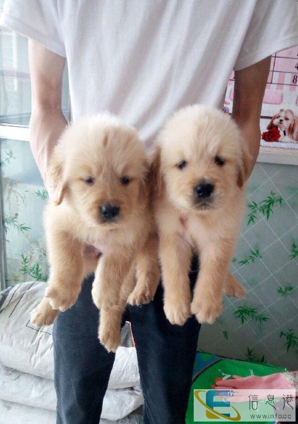 绥德清涧贺波宠物店