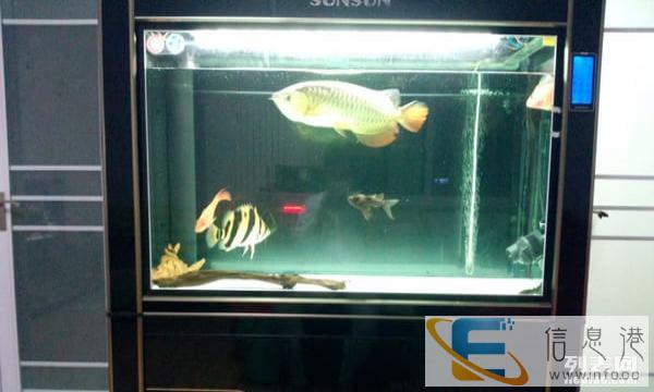 龙缸 龙鱼全套转让