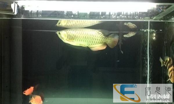 新年新气象,龙鱼龙缸跟大家问好了