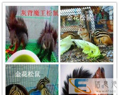 宠物用品饲料猫粮猫砂兔粮提摩西苜蓿干草饮水器笼子