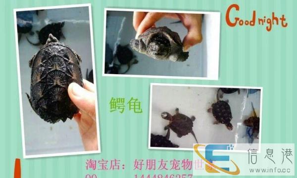 宠物用品饲料兔粮干草笼子草架木屑面包虫干浴沙