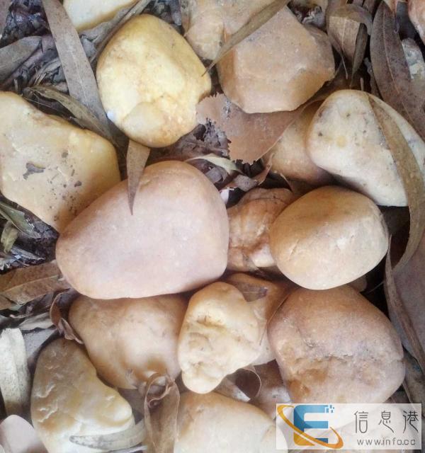 锦鲤神阳育成饲料，送货上门