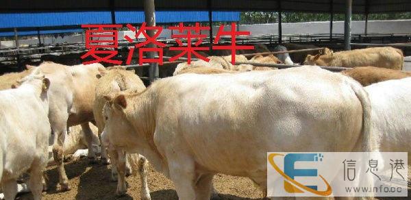 鹰潭肉牛犊价格多少钱一头西门塔尔牛鲁西黄牛夏洛莱牛