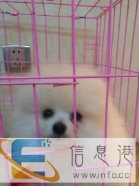 宠物店充值卡320