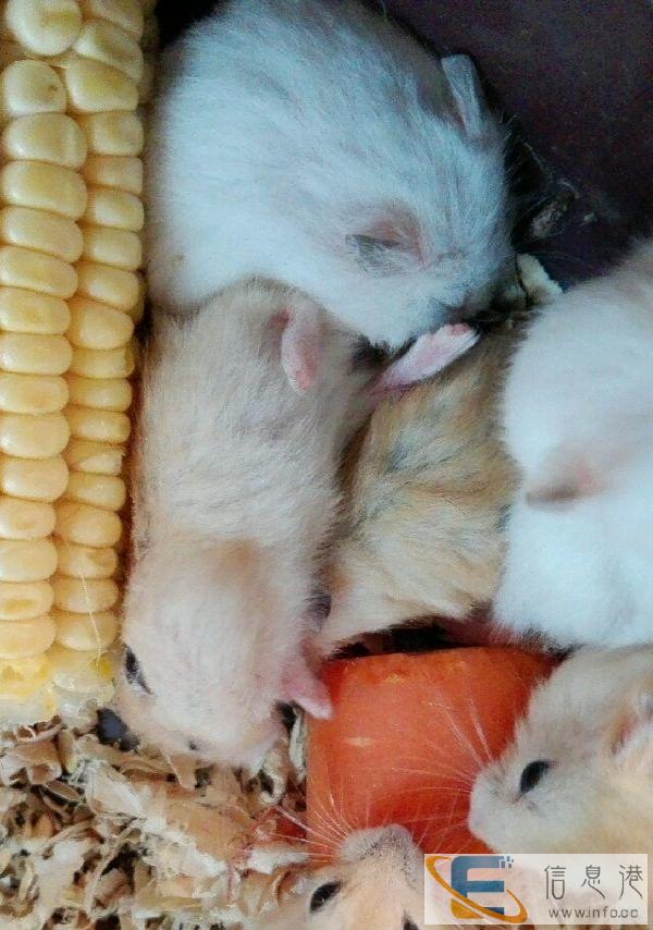 宠物用品饲料兔粮仓鼠粮龟粮鱼粮干草提摩西苜宿笼子浴沙