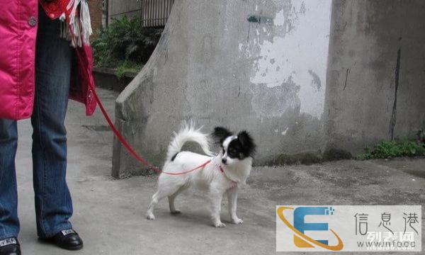 蝴蝶犬送爱狗人士