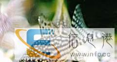 处理一批柜式鱼缸，茶几鱼缸