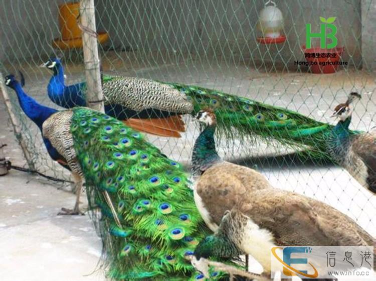 孔雀养殖,孔雀苗价格,蓝孔雀养殖,山东孔雀养殖基地