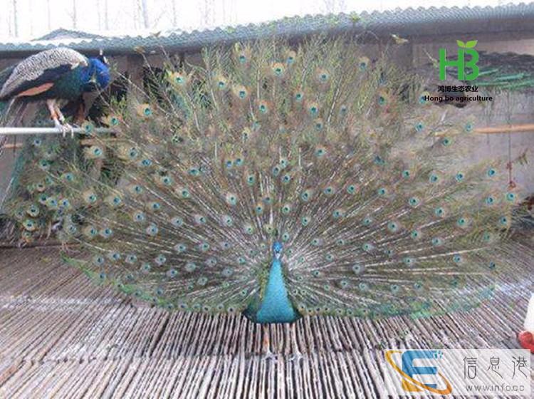 益阳孔雀养殖场 益阳雀养殖基地