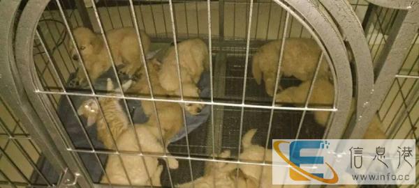 8成新狗笼价格面议