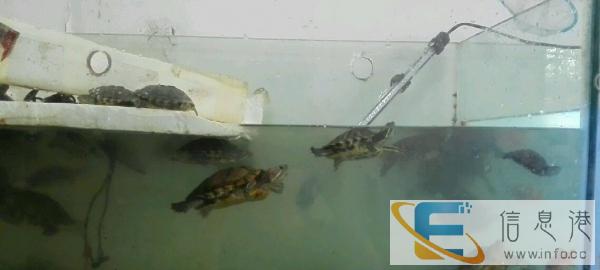 各类宠物批发，价格低