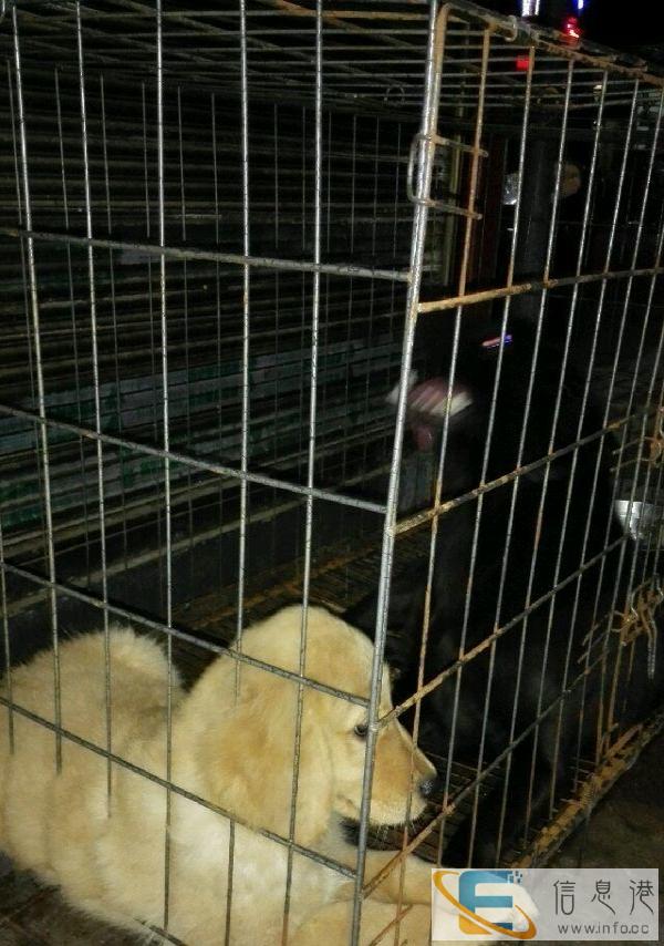 批发各类金鱼，乌龟，仓鼠等宠物