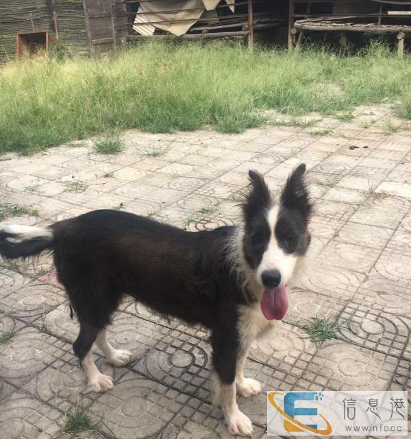 边境牧羊犬 低价出