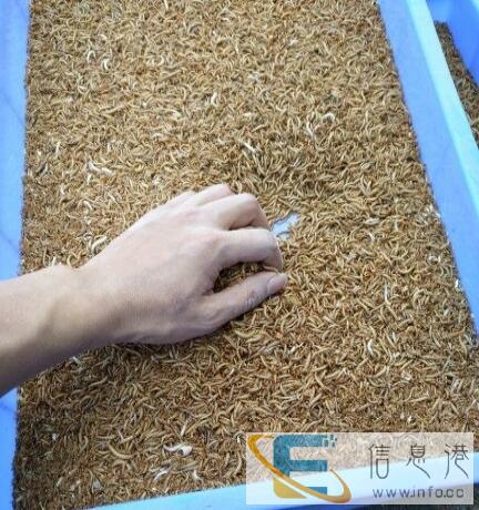 出售黄粉虫宠物饲料观赏鱼爱