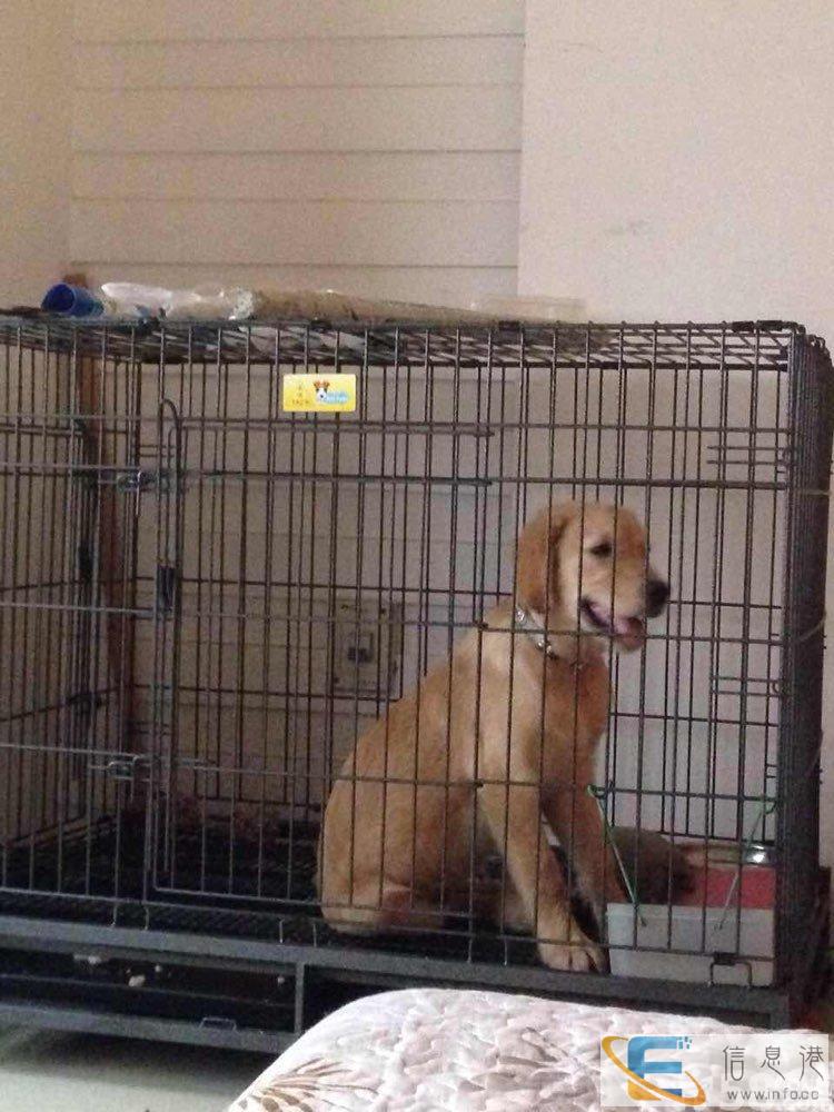 乐天狗笼子转让急转