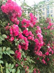 找个好的家政阿姨