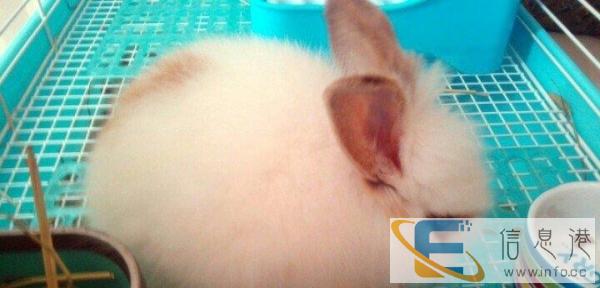 全新爱丽思特大号兔笼及全套用品求出