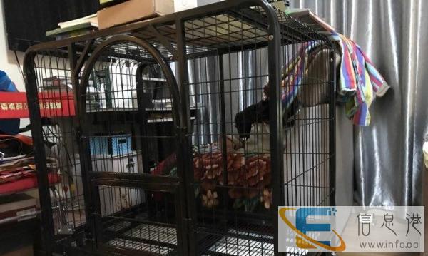 狗狗笼子用了7天