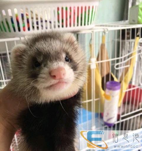 上海松鼠家缘 宣传推广贴