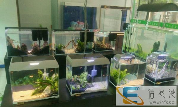 水草 鱼缸 水草造景 水族维护 水族器材