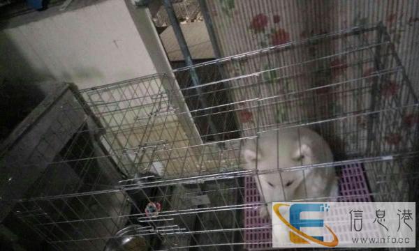 狗笼买太小了出售