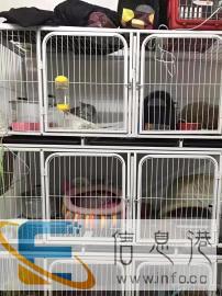 只接受猫咪寄养