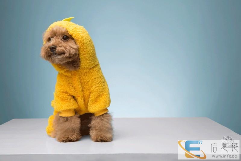 宠物摄影活动价30元一张