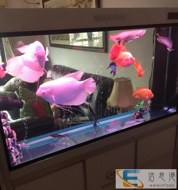 鱼缸甩卖,鱼打包