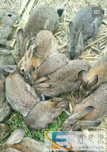 全新 其他宠物用品 22元