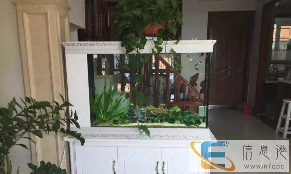 周口订做鱼缸亮点水族生态鱼缸