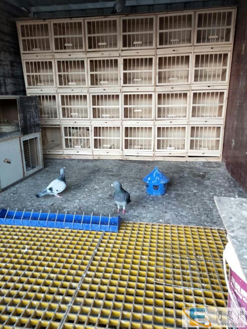 鸽子巢箱 木质巢箱 瑞冠鸽业巢箱 实木组合巢箱