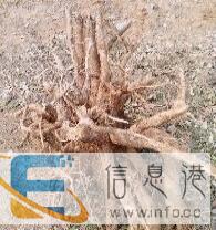 根雕出售香樟根一个,根雕