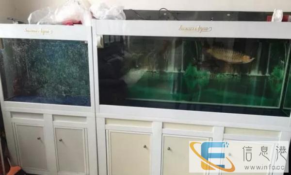 森森珍珠白鱼缸