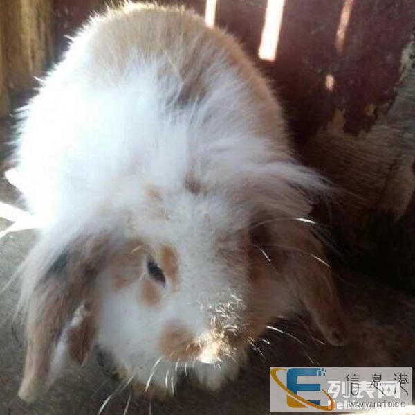 超可爱的宠物兔兔