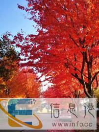 保姆工作 成功奖励50元