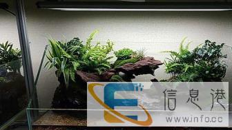 鱼缸造景设计定制，价格面议