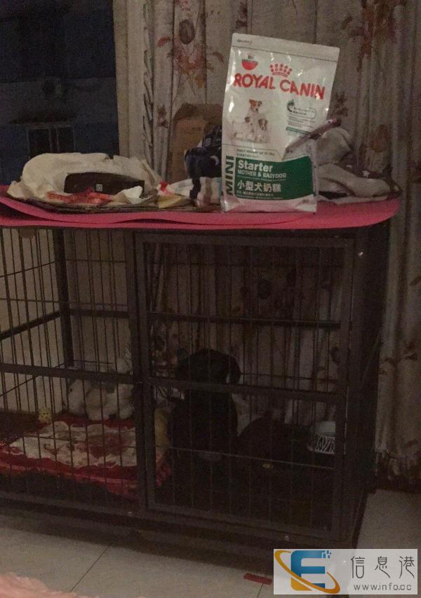 1米2加粗大狗笼拉布拉多金毛阿拉斯加等大型犬